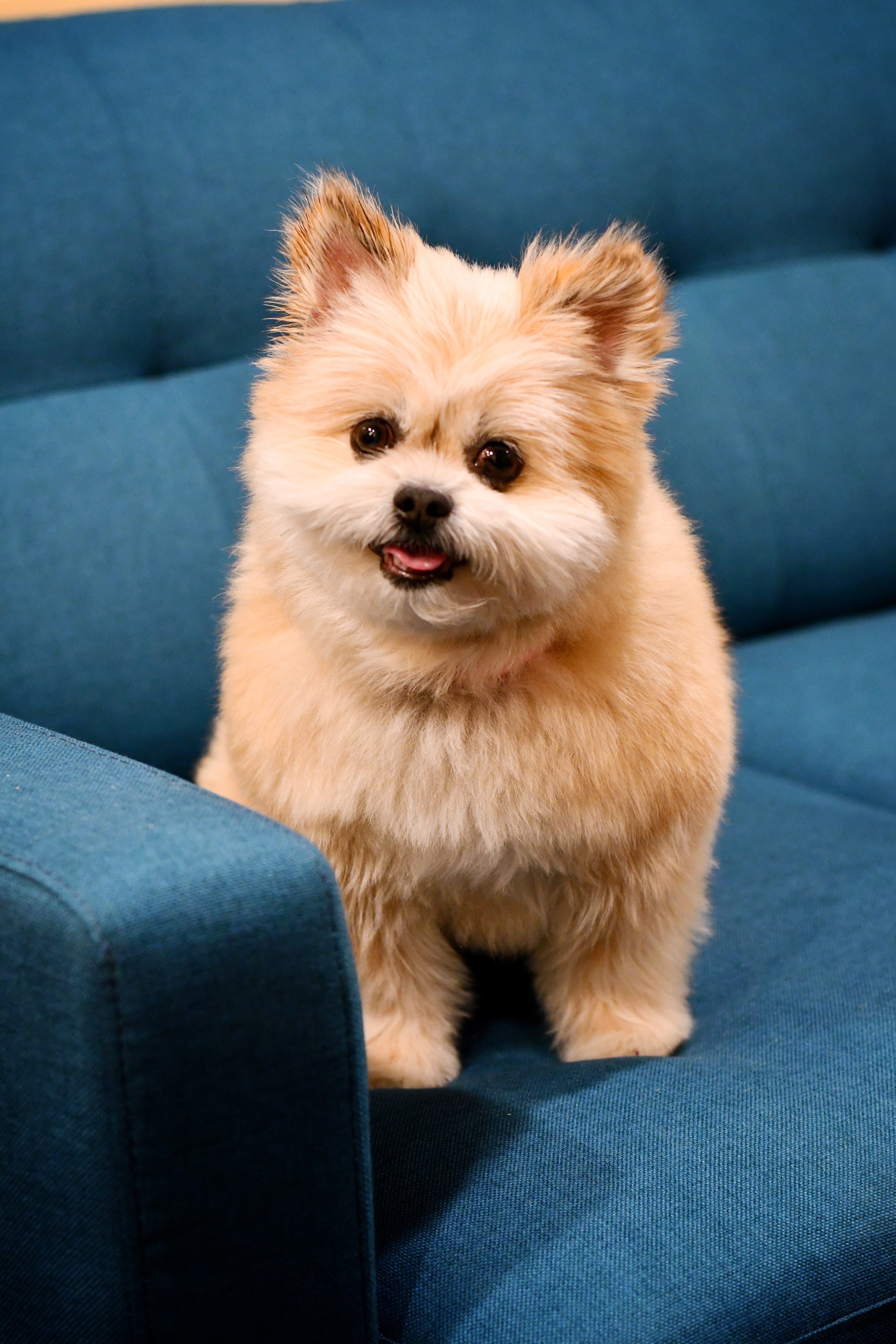 Miniature pomapoo cheap